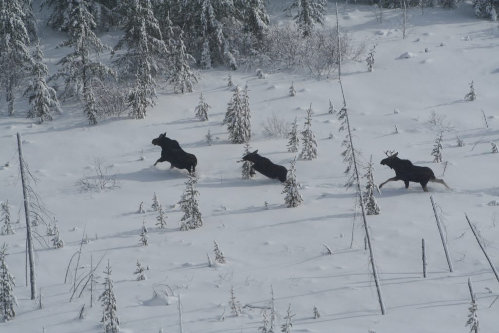 Inventaire aérien : l’orignal roi et maître en Gaspésie