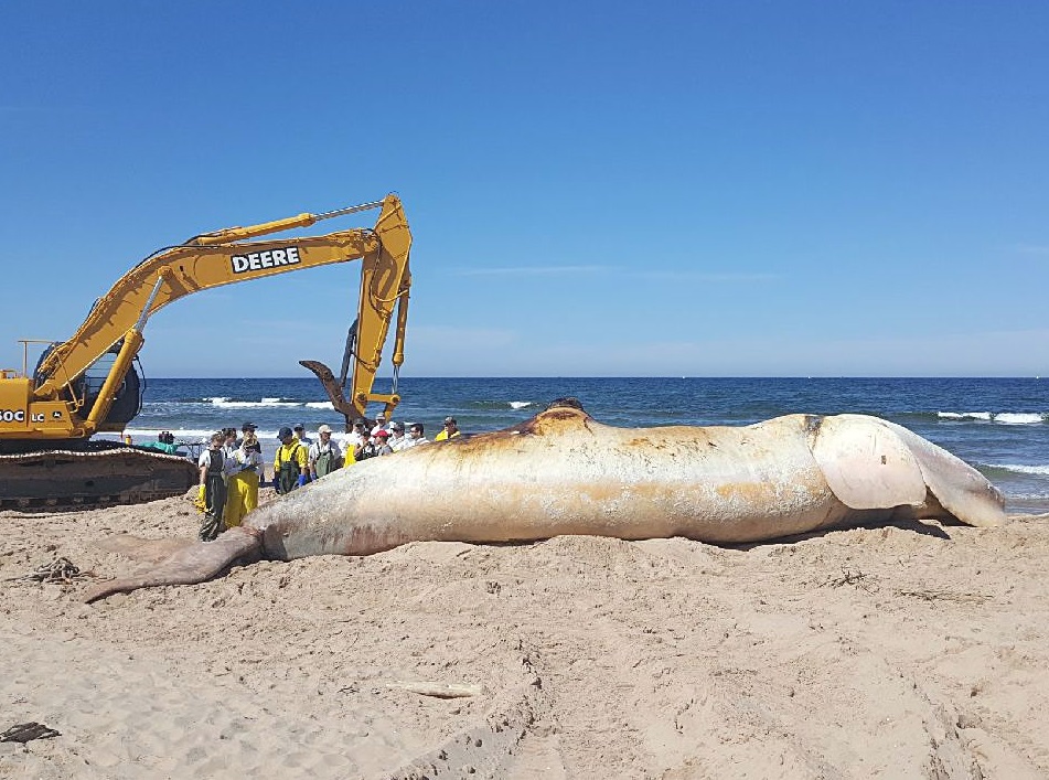 Dossier spécial (2e partie) : Récupération des carcasses de baleines noires : le rôle essentiel de la Garde côtière canadienne
