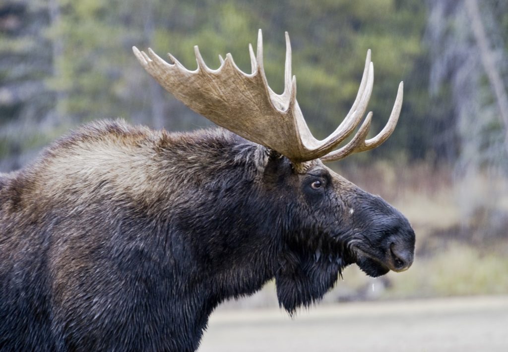 Chasse 2017 : 4 533 orignaux récoltés dans la Zone 01