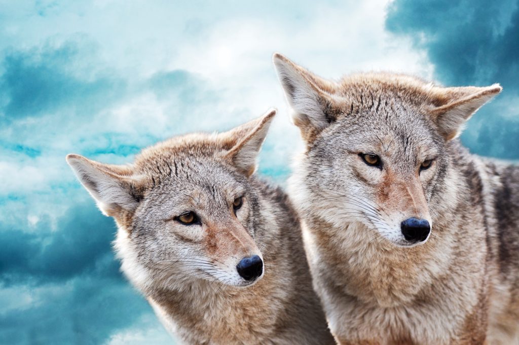 Tournée de conférences sur la chasse au coyote en Gaspésie