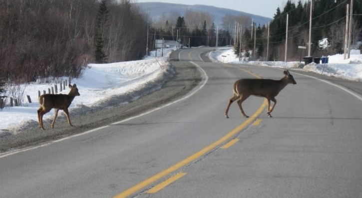 Prudence et vigilance : les cervidés sont sur les routes