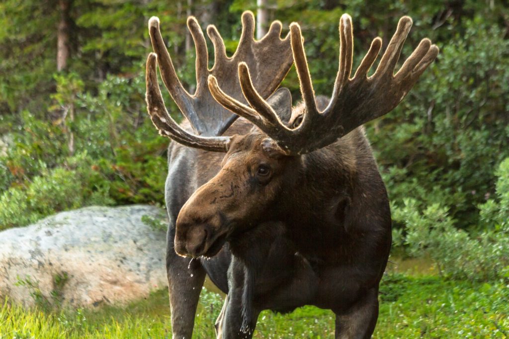 Chasse au gros gibier dans les réserves fauniques – Ouverture des réservations au grand public