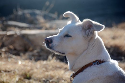 Chandler : des frais juridiques de 12 000$ contre les chiens nuisibles