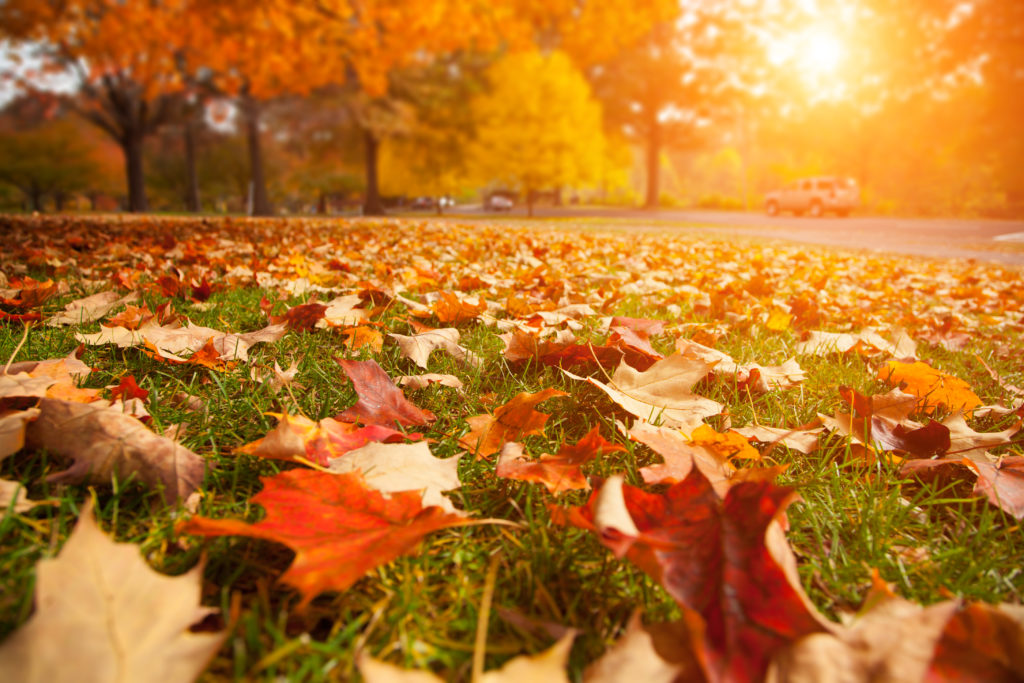 Un automne en deux temps